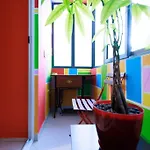 Viola - Lule Tirana